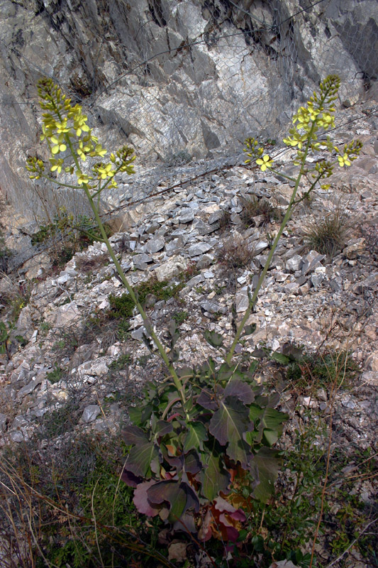 Brassica montana / Cavolo delle rupi